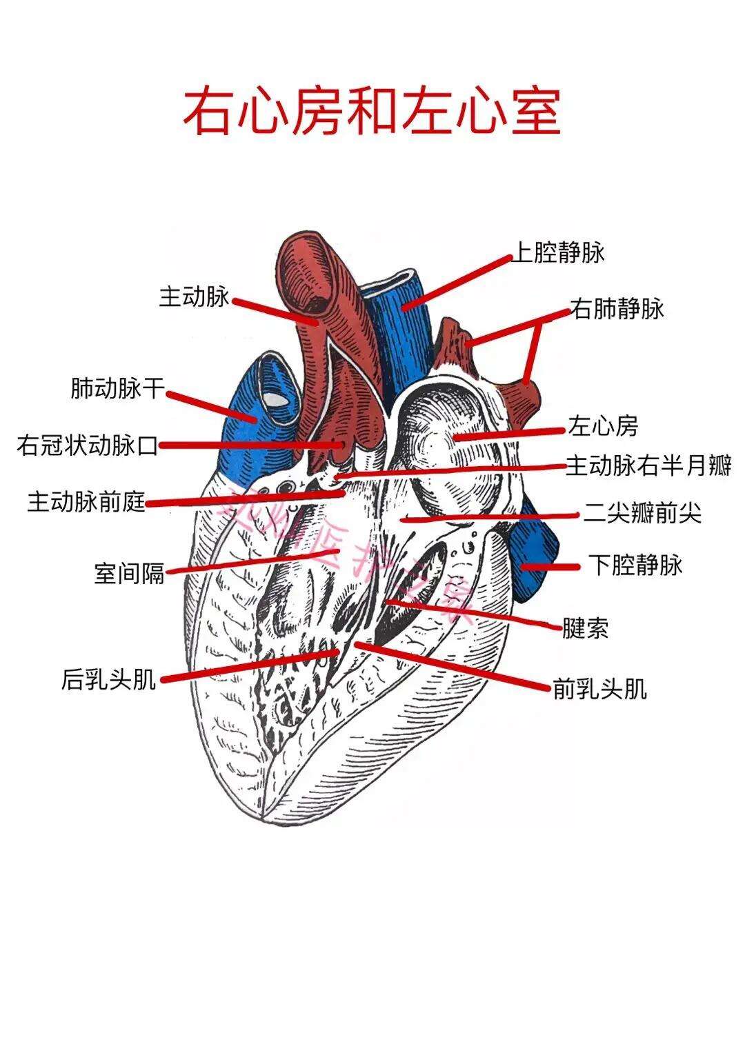 解剖练与考手机版导与练官网登录入口-第2张图片-太平洋在线下载